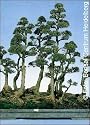 Horsetail Tree (Casuarina equisetifolia) - 200 Seeds