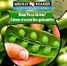 How Peas Grow/Como Crecen Los Guisantes (How Plants Grow/Como Crecen Las Plantas) (Spanish Edition)