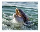 Smile for the Camera Motivational Photographic Poster Print by Melody E Koert, 10x8
