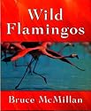 Wild Flamingos