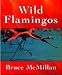 Wild Flamingos