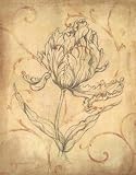 Pencil Sketch Floral I Botanical Art Poster Print