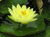 11x14 Digital Art Limited Edition Prints Waterlily Floral Realist Golden Lotus 2
