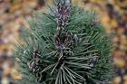 Pinus Nigra Frank - Austrian Pine Tree - Pot Size #1 Gal.