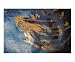 Squid Animals Giclee Poster Print by Draft Horse Rescue, 20x16