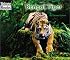 Bengal Tiger (Welcome Books)