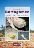 Bartagamen: Biologie, Pflege, Zucht, Erkrankungen