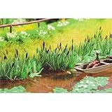 Noch 14102 Laser Cut Minis - Reeds (8)