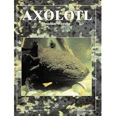 Axolotl