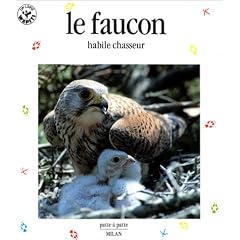 Le Faucon : Habile Chasseur