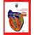 Principles of Anatomy and Physiology