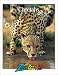 Books : Cheetahs (Zoobooks Series)