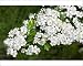 Photographic Prints of Hawthorn - flowers from Ardea Wildlife Pets