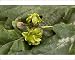 Photographic Prints of Knopper gall on acorns of common oak (Quercus robur) from Ardea Wildlife Pets