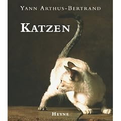 Katzen