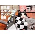 白黒猫はっちゃんのカラフルな毎日<br>八二 一写真 <br>ＴＯＫＩＭＥＫＩパブリッシング<br>1575円<br>ISBN:9784048951937