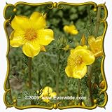 1 Lb Blazing Star (Mentzelia lindleyi) Bulk Wildflower Seeds