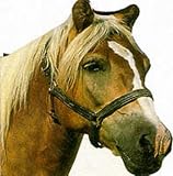 Pony (Funfax Shaped Board Books)