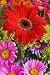 Bunch of Fresh Daisy Flowers Different Colors - 24