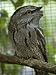 Close View of a Captive Tawny Frogmouth Bird Photographic Poster Print, 18x24