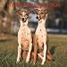 Italian Greyhounds 2007 Calendar