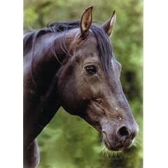 Pferdepostkarte Achal-Tekkiner Hengst "Karakacan"