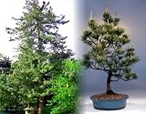 Amazon / Hirts: Seed; Trees & Shrubs: Himalayan Mountain Pine Tree 5 Seeds - Great Bonsai!