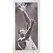 Bill Russell Boston Celtics Autographed Black & White 18-1/2x40 Lithograph