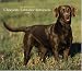 For The Love Of Labrador Retrievers Chocolate Deluxe 2006 Calendar