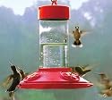 Dr. JB's Clean Hummingbird Feeder