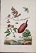 Plant Flower Seed Hylotome Hymenphylle Antique Print