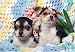  - Chihuahua 300 Piece Jigsaw Puzzle (07)