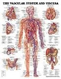 Vascular System and Viscera Anatomical Chart