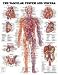 Vascular System and Viscera Anatomical Chart