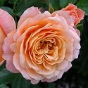 Sympathy Gifts-Rose Sweet Dreams