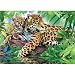 Jumbo Puzzle - Jaguars (1000 pieces)
