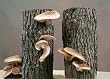 Ma & Pa Shiitake Mushroom Kit