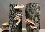 Ma & Pa Shiitake Mushroom Kit