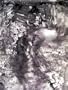 Jasper Johns: Drawings