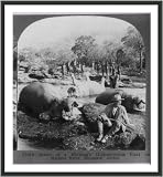 Historic Print (L): Result of a morning's hippopotamus hunt on Mlembo River, Rhodesia, Africa