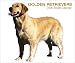 Golden Retrievers 2006 Calendar