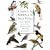 A Guide to the Birds of the West Indies