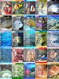 Underwater World Ultimate Collection (25 themes)