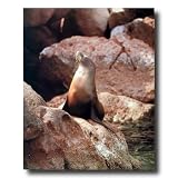 Sea Lion Sun Bathing Animal Sea Life Wall Picture 16x20 Art Print
