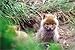 The Master Guide for Wildlife Photographers