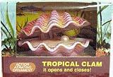 TROPICAL CLAM