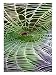 A Banana Spider's Web Animals Photographic Poster Print, 18x24