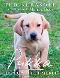 Pukka: The Pup After Merle
