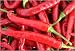 Chilli Seeds (10 packets) - 10 great varieties from South Devon Chilli Farm