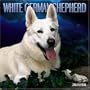 German Shepherds, White 2006 Calendar